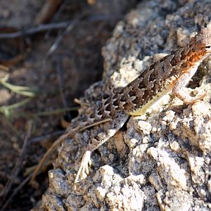 Common Sideblotched Lizard
