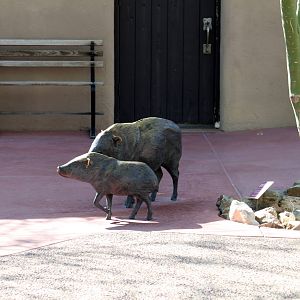 Javelina Statues at Entrance