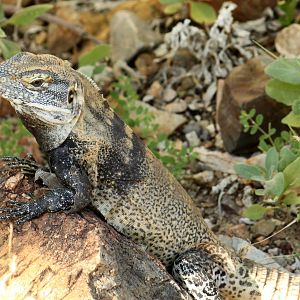 Free-roaming Spiny-tailed Iguana
