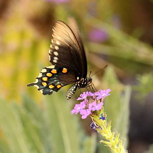 Pipevine Swallowtail