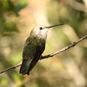 Costa's Hummingbird
