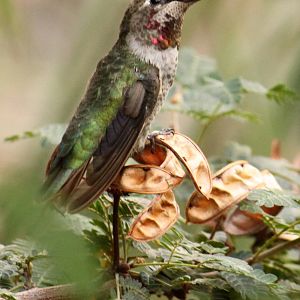 Anna's Hummingbird