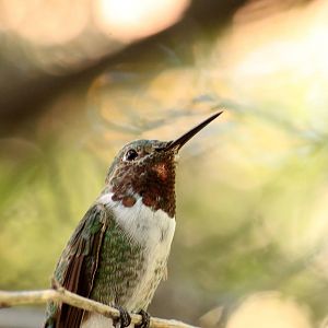 Broad-tailed Hummingbird