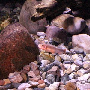 Gila Trout