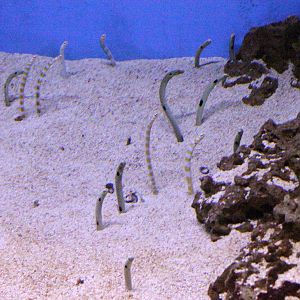 Spotted Garden Eel