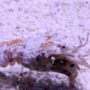 Unknown Shrimp Species