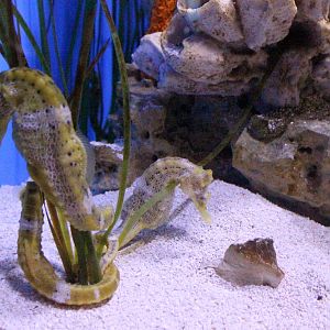 Pacific Seahorse