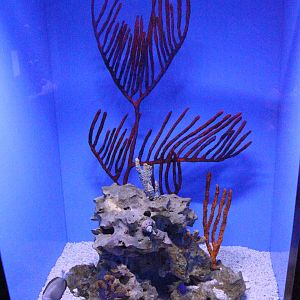 Sea of Cortez Aquarium