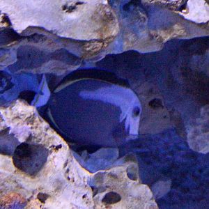 White-cheeked Surgeonfish
