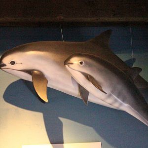 Vaquita Model
