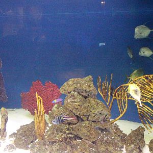 Sea of Cortez Aquarium