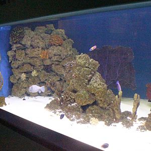 Sea of Cortez Aquarium