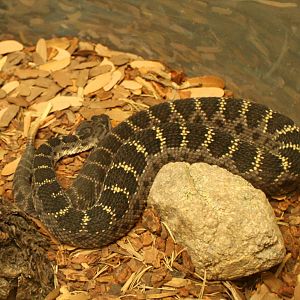 Arizona Black Rattlesnake