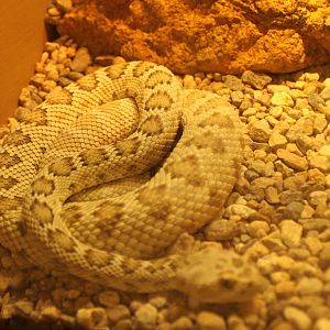 Santa Catalina Island Rattlesnake