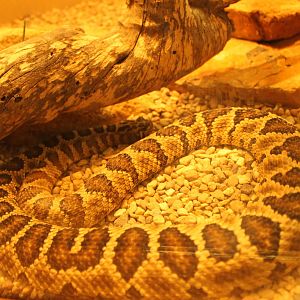 Baja California Rattlesnake
