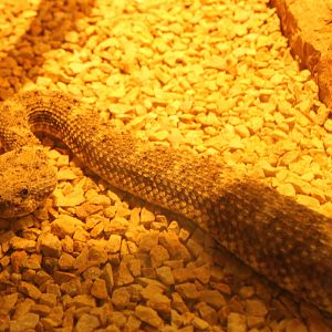 El Muerto Island Speckled Rattlesnake