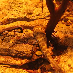 New Mexico Ridge-nosed Rattlesnake