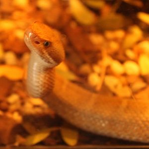 Chihuahuan Ridge-nosed Rattlesnake