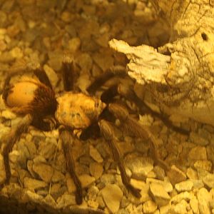 Western Desert Tarantula