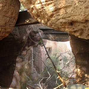 Thick-billed Parrot Exhibit