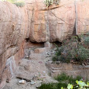 Mountain Lion Exhibit