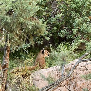Mountain Lion