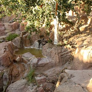 American Black Bear Exhibit