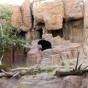 American Black Bear Exhibit