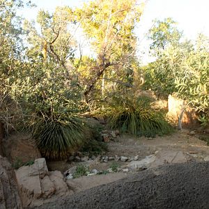 Coue's White-tailed Deer and Merriam's Turkey Exhibit