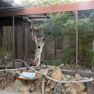Western Scrub-Jay Exhibit