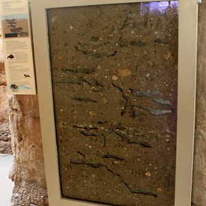 Harvester Ant Display