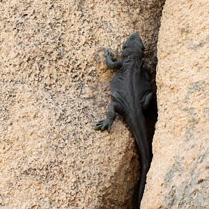 Chuckwalla Statue