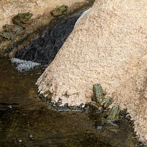 Lowland Leopard Frog