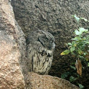 Western Screech-Owl