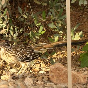 Greater Roadrunner