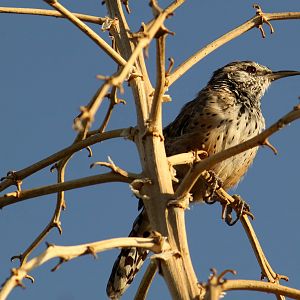 Cactus Wren (wild)