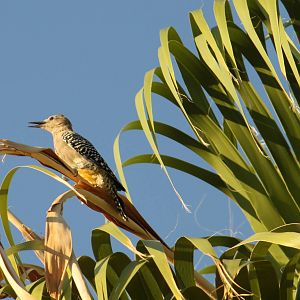 Gila Woodpecker (wild)