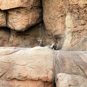 Desert Bighorn Sheep
