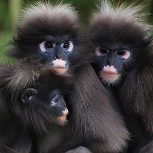 Jambi, Goblin and Jingga