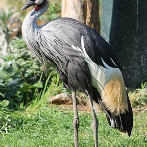 Crowned crane