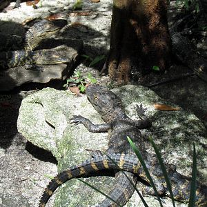 Juvenile American Alligators