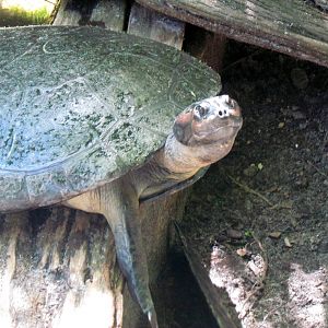 Giant Amazonian River Turtle