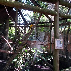 Golden Conure and Curl-crested Aracari Exhibit