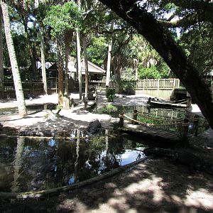 American Alligator Exhibit