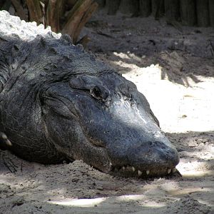 American Alligator
