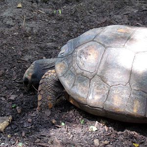 Yellow-footed Tortoise