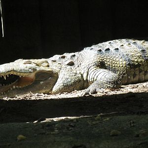 Morelet's Crocodile