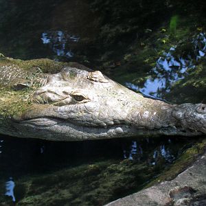 Orinoco Crocodile