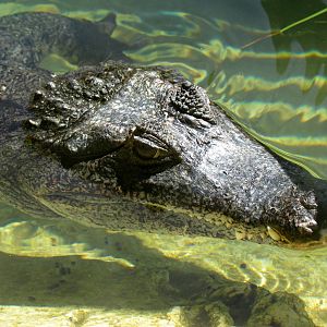 Spectacled Caiman