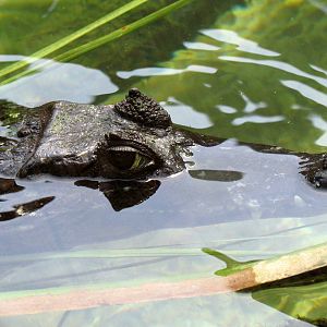 Spectacled Caiman